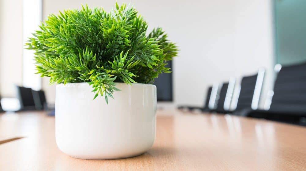 5 Awesome Tips For Having Interior Plants As Interior Design 2